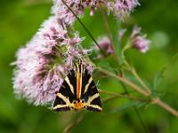Russischer Bär auf Blüte